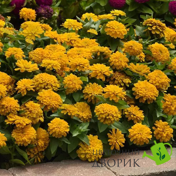 Цинния Zesty Yellow pro-ZestyYellow-1000 фото
