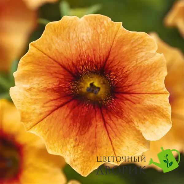 Петунія Petchoa Caliburst Nectarine New2027 pro-PetchoaNectarine-100 фото