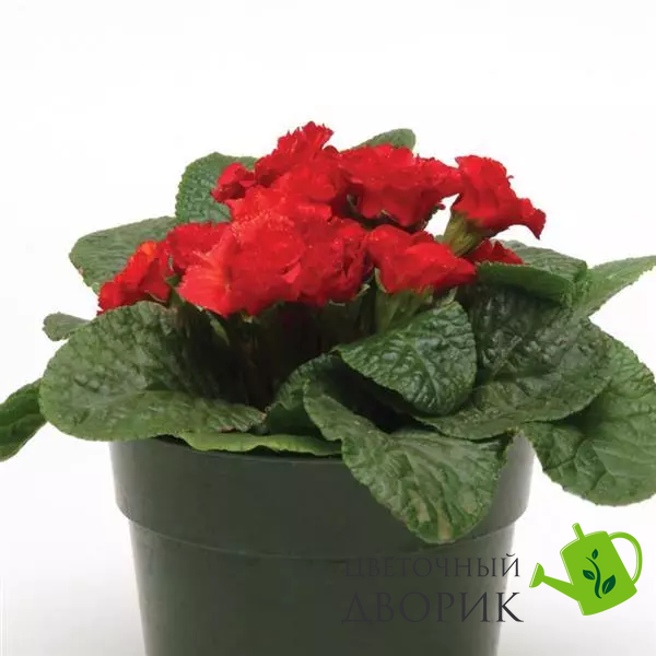 Примула Primlet Scarlet Red Shades pro-PrimletScarletRedShades-100 фото