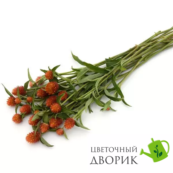 Гомфрена Qis Orange pro-gomqisora-1000 фото