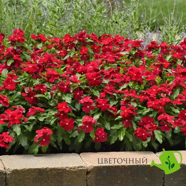 Вінка Titan Cranberry TitanCranberry фото