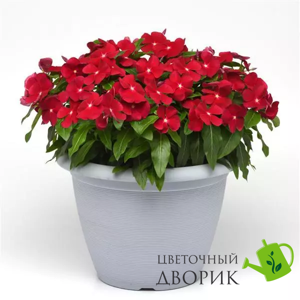 Вінка Titan Cranberry TitanCranberry фото