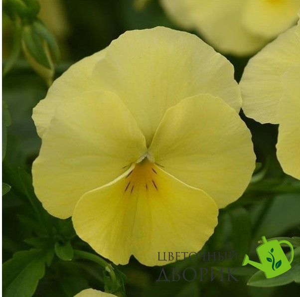 Вiола Cool Wave Lemon CoolWaveLemon-5 фото