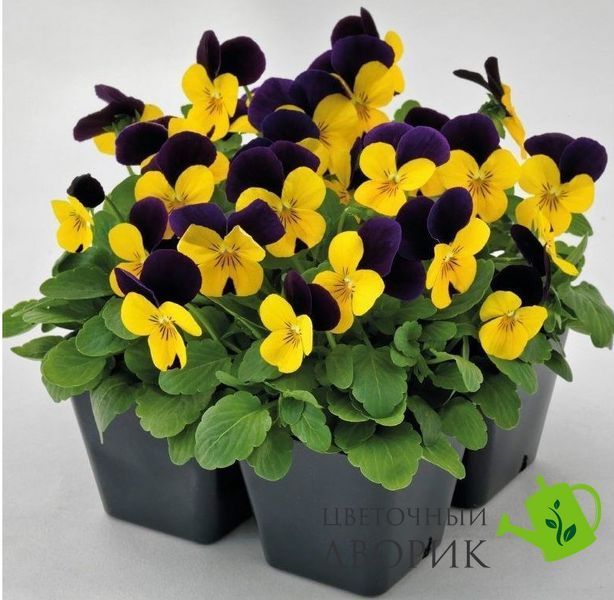 Виола рогатая Admire F1 Yellow Purple Wing  pro-AdmireYellowPurW-1000 фото