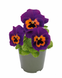 Виола Inspire F1 Purple&Orange InspirePurple&Orange фото 1
