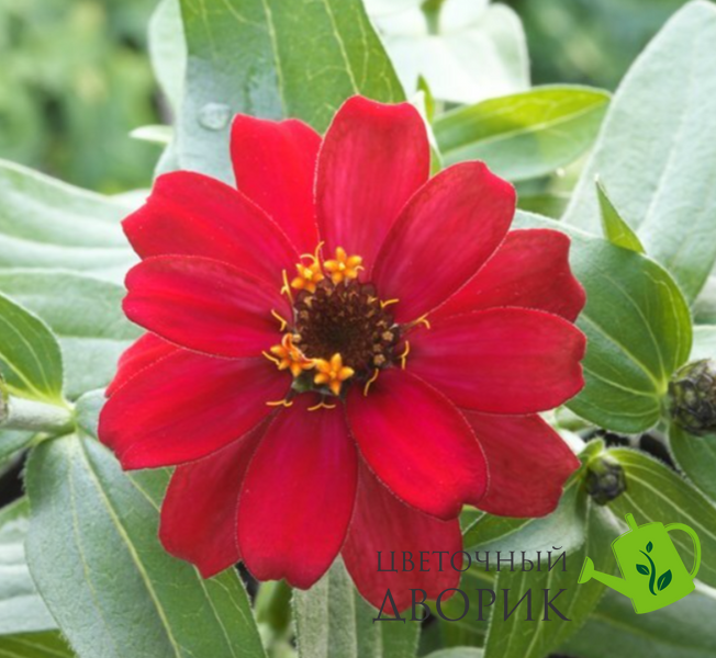 Циннія Belize F1 Cherry pro-BelizeCherry-1000 фото