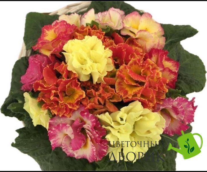 Примула Rossella Mix RossellaMix фото