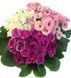 Примула Rossella Mix RossellaMix фото 1