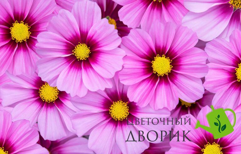 Космос Apollo F1 Rose Eye New 2024 pro-apolloRoseEye-1000 фото