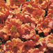 Портулак великоквітковий Sundial Tangerine pro-SundialTangerin-500md фото 2