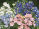 Дельфиниум Summer Colors pro-SummerColors-500 фото 1