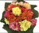 Примула Rossella Mix RossellaMix фото 2