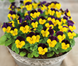 Виола рогатая Admire F1 Yellow Purple Wing  pro-AdmireYellowPurW-1000 фото 3
