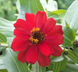 Циннія Belize F1 Cherry pro-BelizeCherry-1000 фото 2