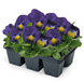 Виола Cats PLus F1 Blue&Yellow  pro-viocatpluf1blunew202-500 фото 3