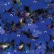 Лобелия Riviera Marine Blue pro-lobrivmarblu-1000 фото 1
