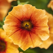 Петунія Petchoa Caliburst Nectarine New2027 pro-PetchoaNectarine-100 фото 2