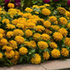 Цинния Zesty Yellow pro-ZestyYellow-1000 фото 3