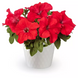 Петунія Duvet F1 Red  pro-petduvf1red-1000s фото 3