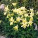 Аквілегія Spring Magic Yellow pro-akvsprmagyel-1000 фото 3