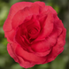 Бегонія Limitless Dark Rose pro-LimitlessDarkRose-1000 фото 1