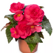 Бегонія Limitless Dark Rose pro-LimitlessDarkRose-1000 фото 2