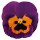 Виола Inspire F1 Purple&Orange InspirePurple&Orange фото 2