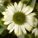 Ехінацея Prairie Splendor Compact White PrairieSplendorCompactWhite фото 2