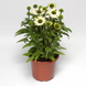 Ехінацея Prairie Splendor Compact White PrairieSplendorCompactWhite фото 1