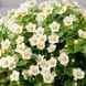 Фиалка персидская Royal Dane White RoyalDaneWhite-5 фото 1