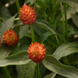 Гомфрена Qis Orange pro-gomqisora-1000 фото 1