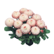 Маргаритка Habanera Rose HabaneraRose фото 1
