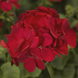 Пеларгония Multibloom Red pro-pelmulred-1000 фото 1