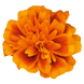 Тагетес Super Hero Orange Bee SuperHeroOrangeBee фото 2
