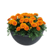 Тагетес Super Hero Orange Bee SuperHeroOrangeBee фото 1