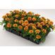 Тагетес Super Hero Orange Bee SuperHeroOrangeBee фото 4