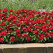 Вінка Titan Cranberry TitanCranberry фото 3