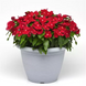 Вінка Titan Cranberry TitanCranberry фото 2