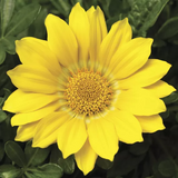 Газания Gazoo Clear Yellow pro-gazgazcleyel-1000 фото
