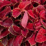 Колеус Fairway Red Velvet FairwayRedVelvet фото