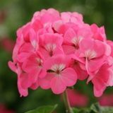 Пеларгонія Horizon F1 Rose HorizonRose фото