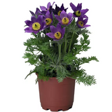 Сон-трава Pinwheel Blue Violet Shades pro-sontrapinbluviosha-1000 фото