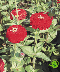 Циннія Benary's Giant Deep Red pro-Benary'sGiantDeepRed-500 фото