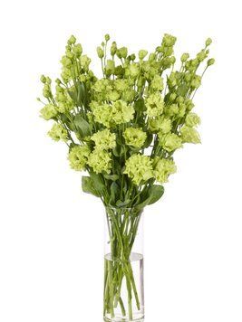 Эустома Rosanne 1 Green II New2027 pro-eusros1GreenII-1000 фото