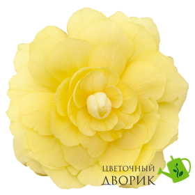 Бегония Illumination F1 Lemon IlluminationLemon фото