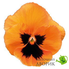Віола Inspire Plus F1 Orange Blotch InspirePlusOrangeBlotch фото