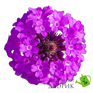Вербена Polaris Purple New2027 pro-PolarisPurplel-1000 фото