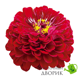 Циннія Benary's Giant Deep Red pro-Benary'sGiantDeepRed-500 фото