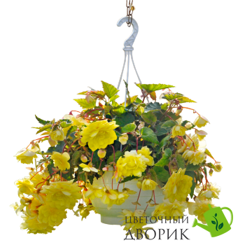 Бегония Illumination F1 Lemon IlluminationLemon фото