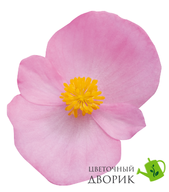 Бегонiя Super Olympia Pink pro-begsupolypin-1000 фото